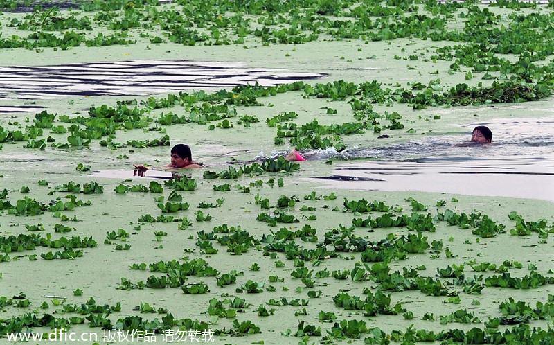 Han River turns green with plants