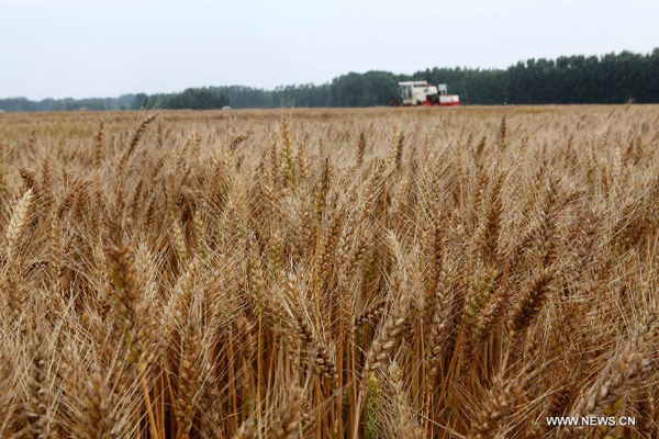 China's summer grain output at record high
