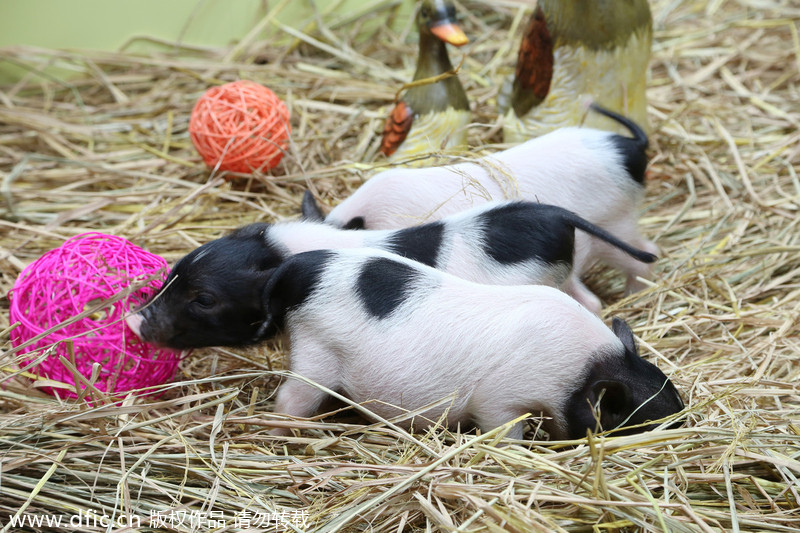 Urban farming in a high-end shopping mall