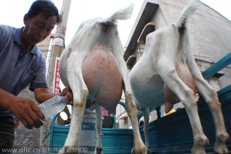 Farmer sells on-site goat milk in Shanxi