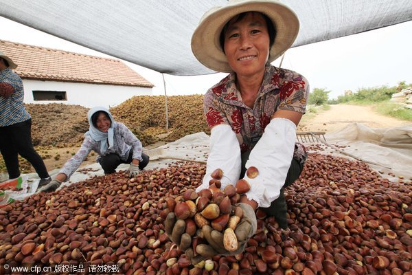 Chestnut, peanut and rice farmers of China[2]- 