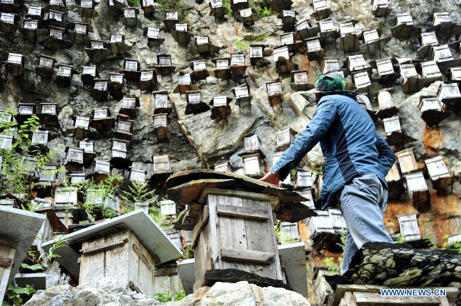 Beekeeping in Shennongjia nature reserve in Central China