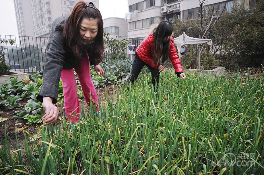 Urban farmers in China