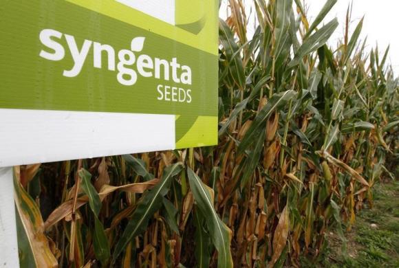 Syngenta faces 2nd lawsuit over GMO corn rejected by China