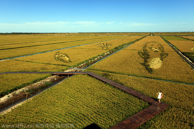 Painting with rice fields