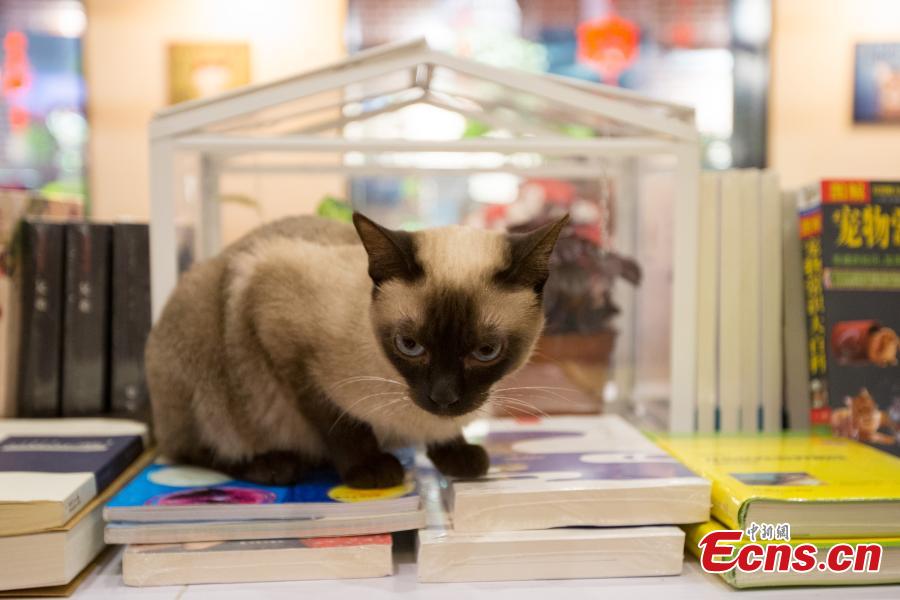 Reading with kitties