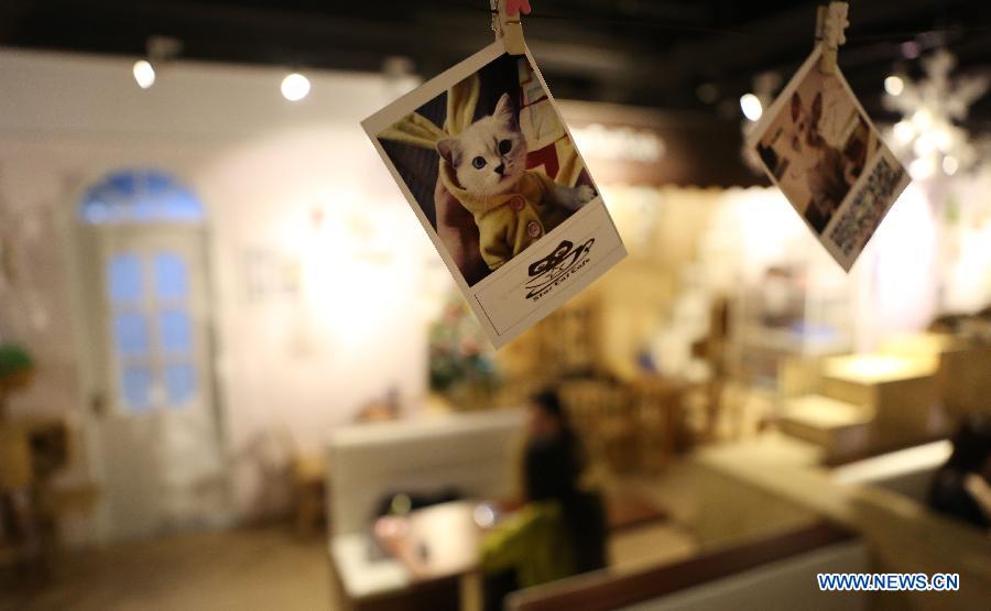 Cat-themed cafe in Northeast China's Liaoning province