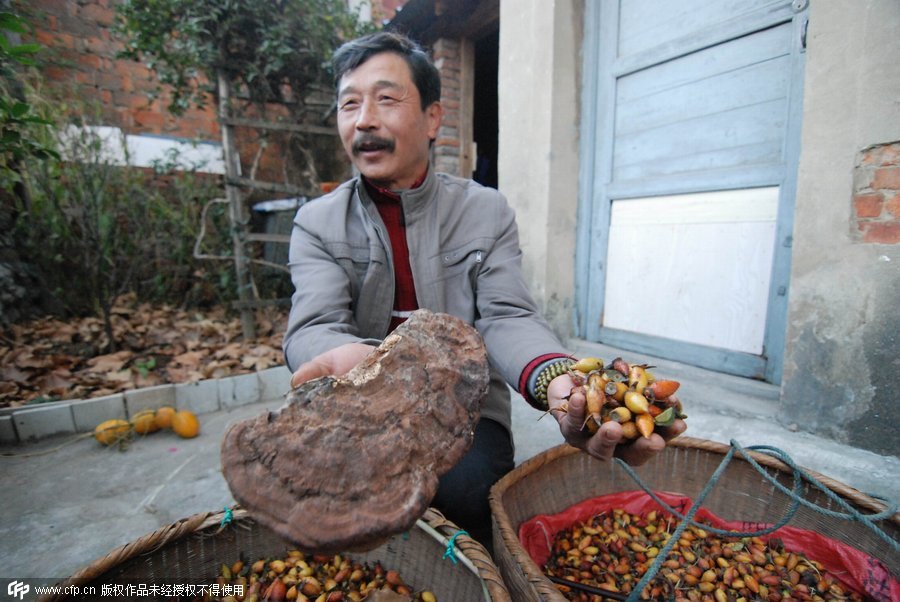 Man earns money by catching ants in Jiangxi