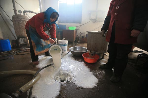 Chinese ministry to help dairy farmers amid milk dumping, cow killing