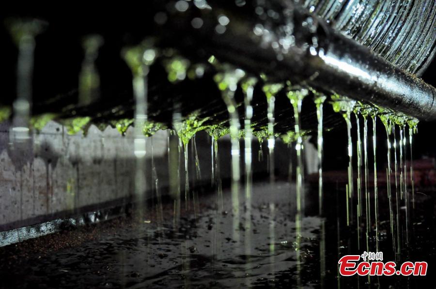Camellia oil makes a comeback in Hunan