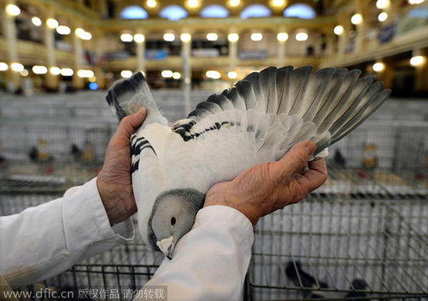 Pigeon prices fly high due to China demand