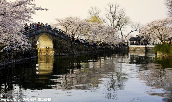 Experts urge development of China's cherry blossom economy