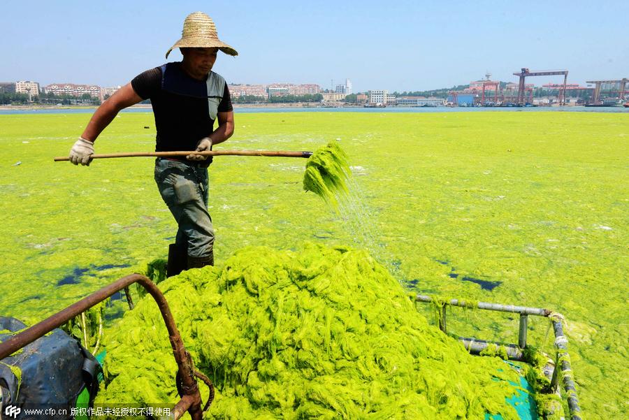 Fishermen who clean enteromorpha