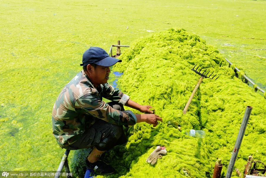 Fishermen who clean enteromorpha