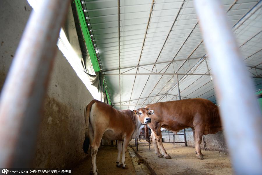 Contemporary cowboy raises cattle with beer and music