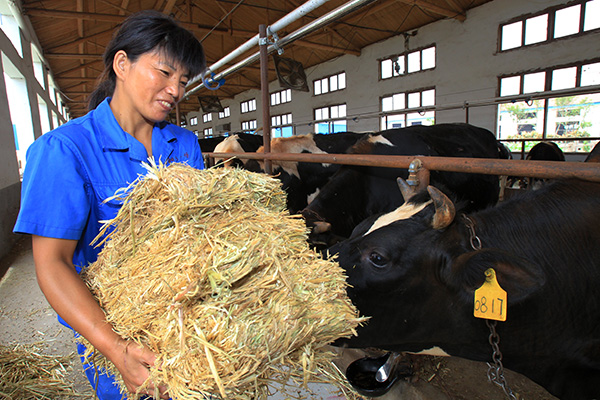 Mongolian imports to quench forage thirst