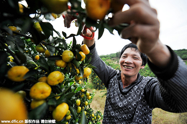 Fruit farmers pick and then click to boost their incomes