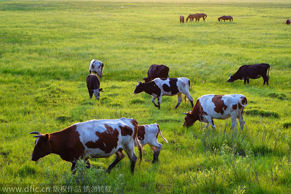 Hunger for beef from Australia spurs cow flight