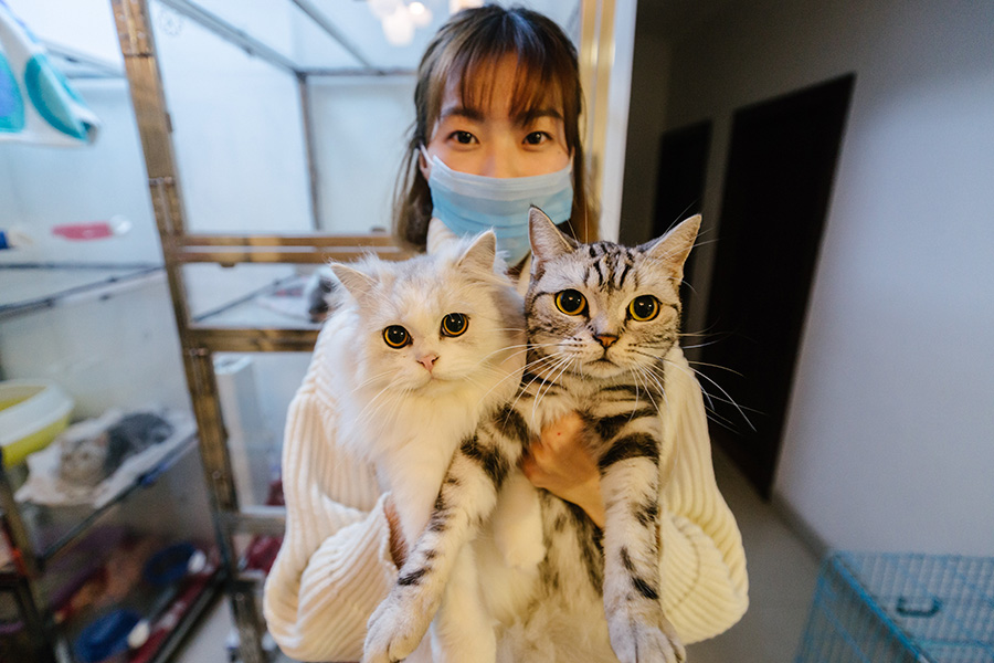 A feline fancier and her 27 cats