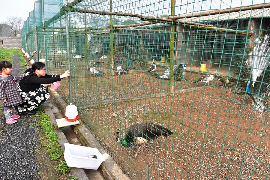 Farmer couple finds wealth in raising peacocks