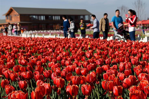 'Flower tours' blossom across China