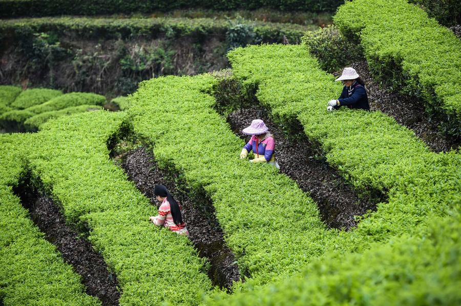 The making of Chinese tea