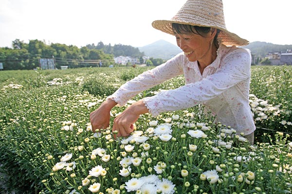 Diversifying farmers to upgrade China's agriculture