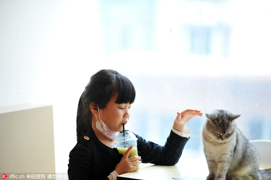 Purr-fect store: Read books as cats nap on your lap