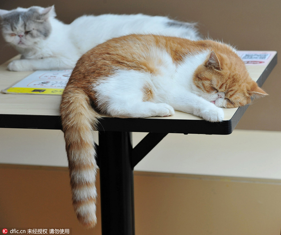 Purr-fect store: Read books as cats nap on your lap