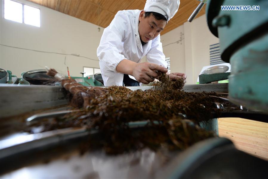 Tea sector, economic pillar of SW China's Fenggan