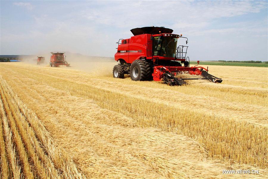 Crops enter harvest season