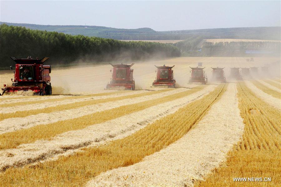 Crops enter harvest season