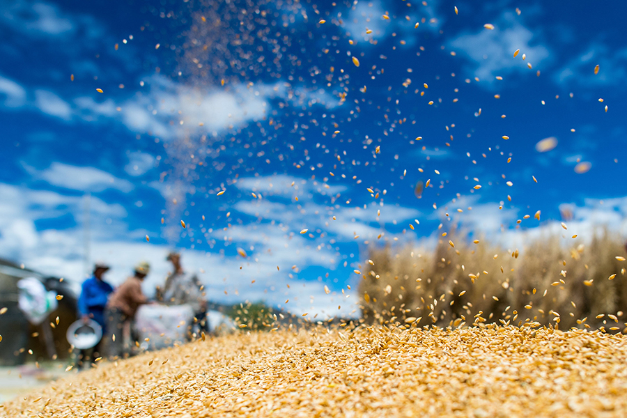 Harvest season colored by ripe crops in China