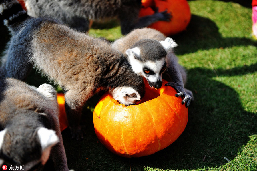 Halloween treats for animals at the zoo