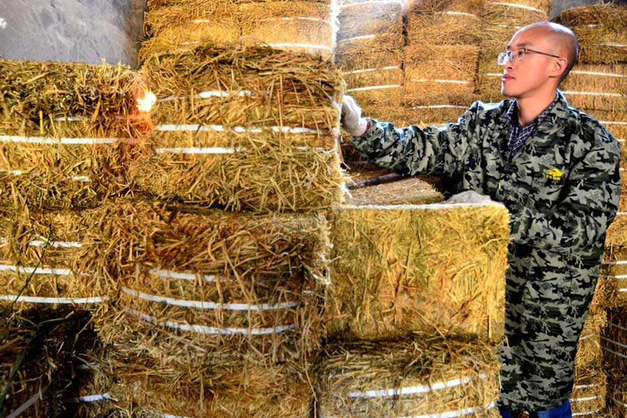 'Dr Cattleman' focusing on producing milk