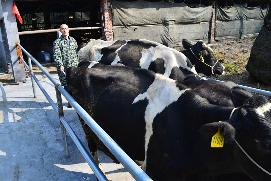 'Dr Cattleman' focusing on producing milk