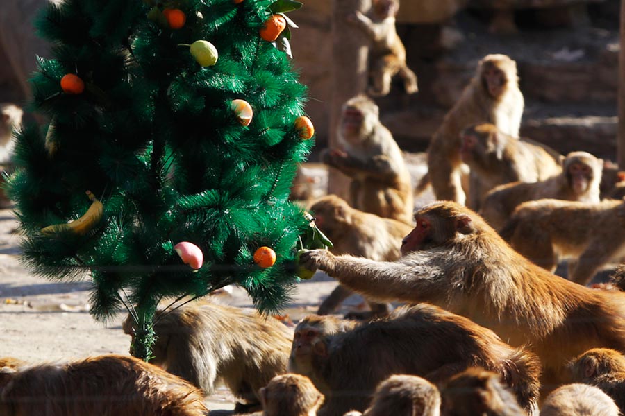 Monkeys enjoy Christmas feast in Zhengzhou