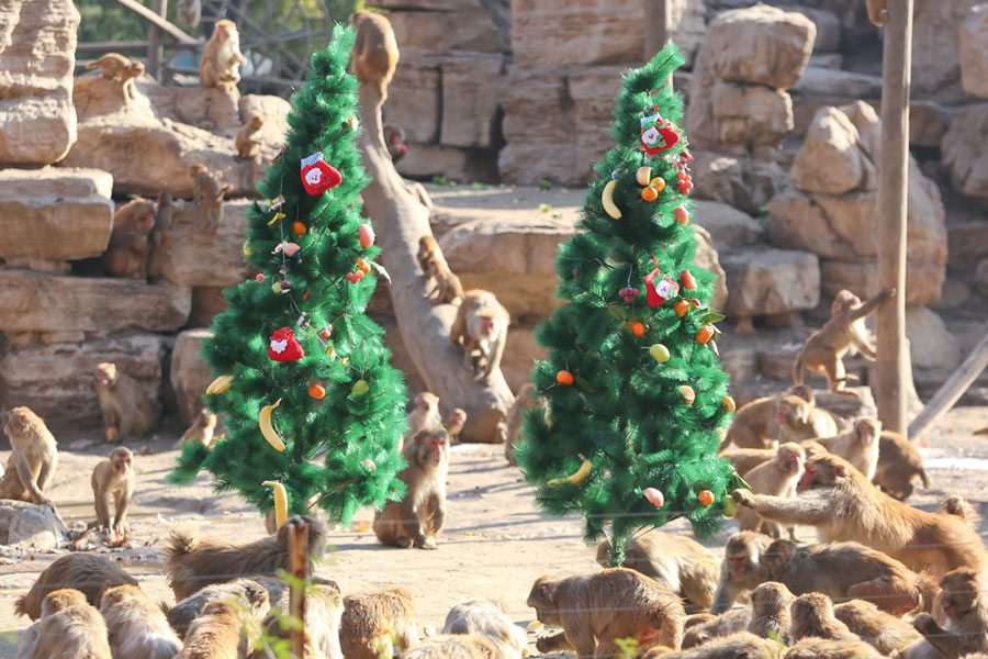 Monkeys enjoy Christmas feast in Zhengzhou