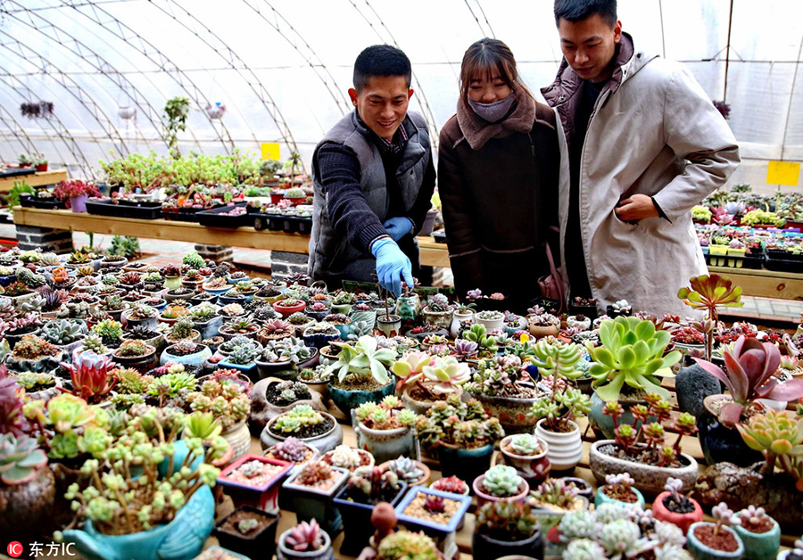 A man's succulent plant business