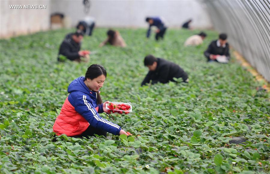 Ecofarms established to boost economy in North China's villages