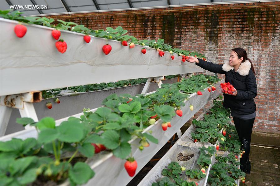 Ecofarms established to boost economy in North China's villages