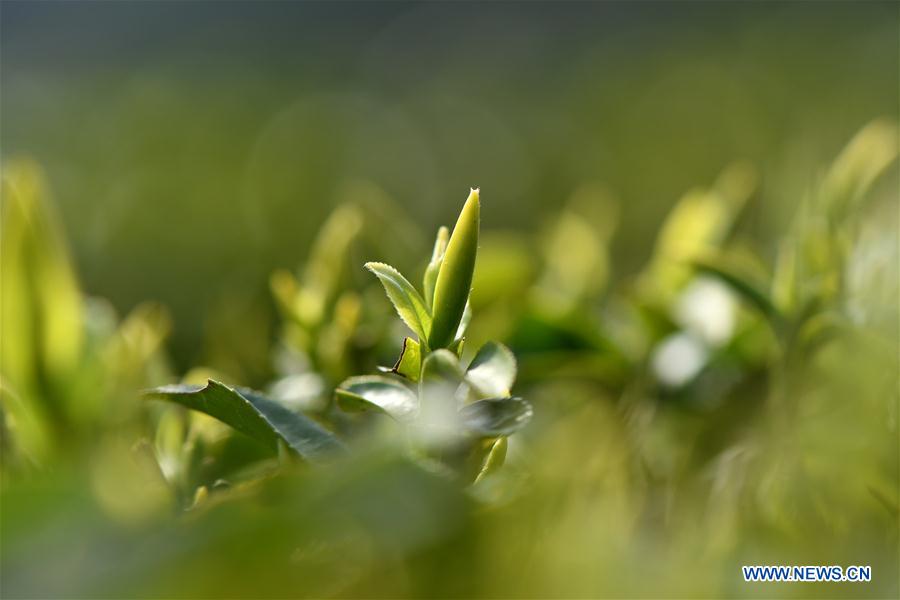 Villagers pick tea leaves in China's Hubei