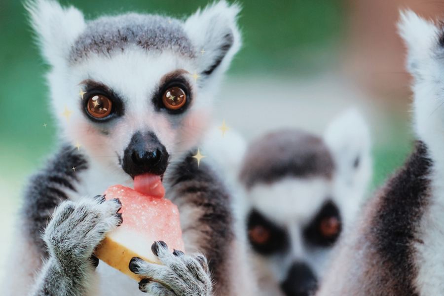Super cute: When animals meet the beauty filter app