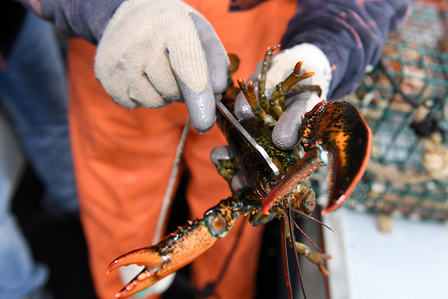 How Chinese gave new life to Maine lobsters