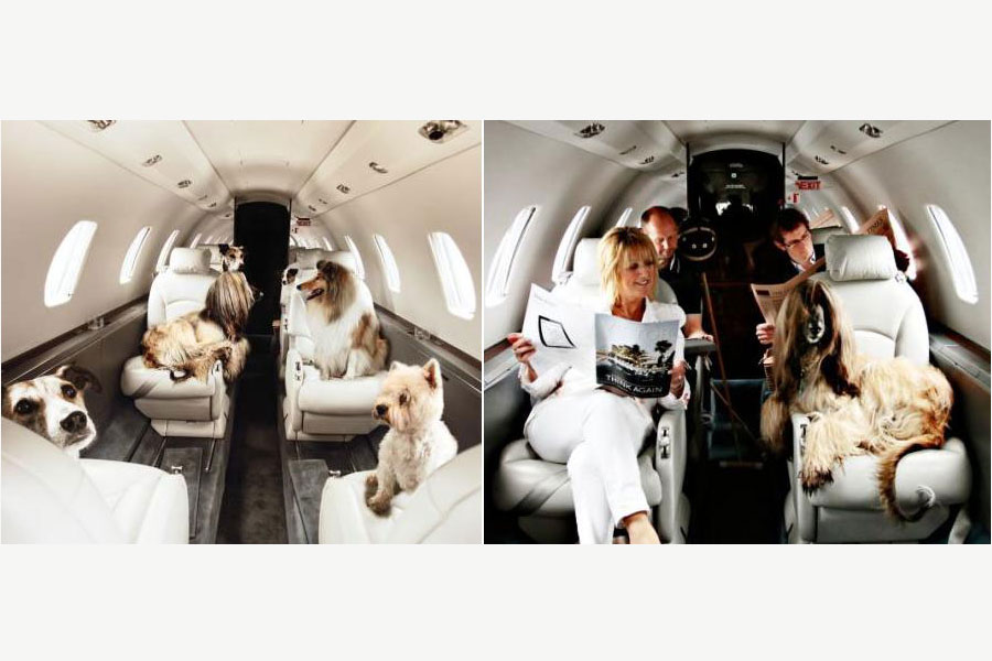 Pets that travel in style