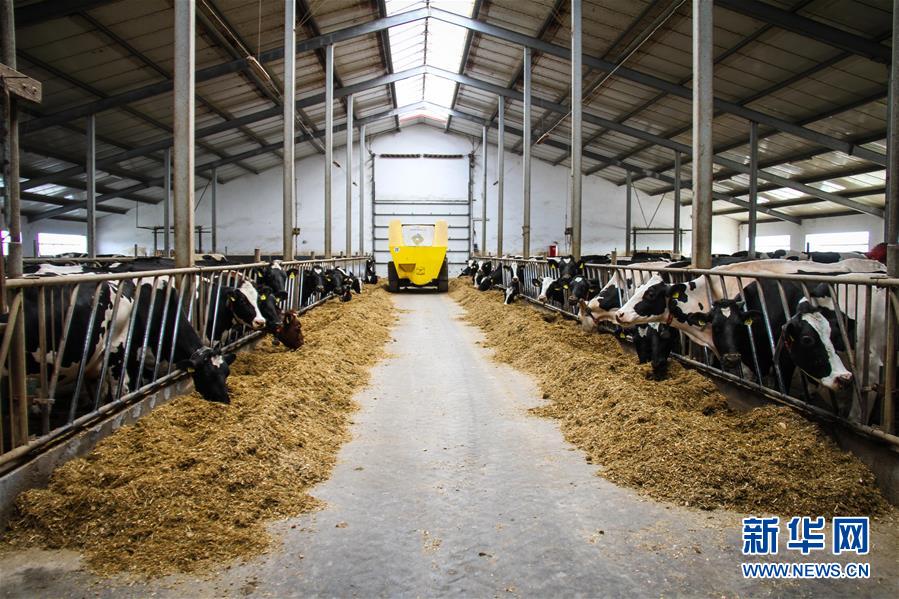 Polish dairy farmer wants to tap Chinese market