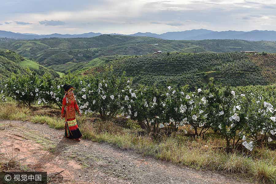 Woman uses live broadcasting to sell pomegranates