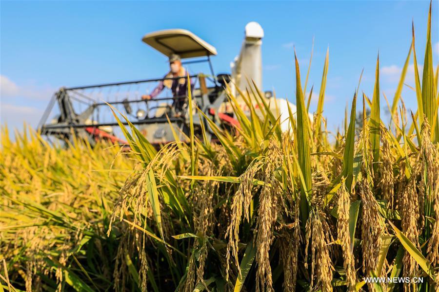 Farmers welcome harvest season across China