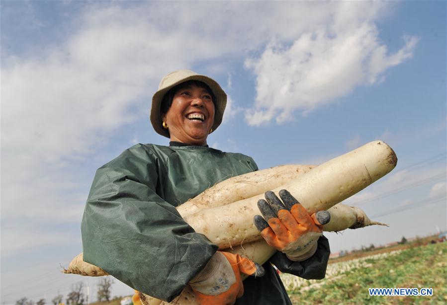 Farmers in N China cultivate radish to increase income