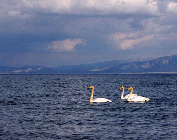 Swan find new nest in Xinjiang